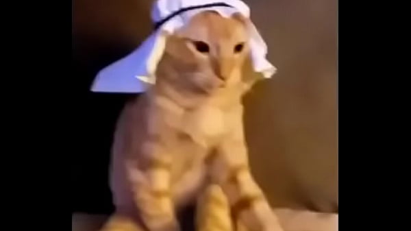 Kucing Arab Yang Menggoda